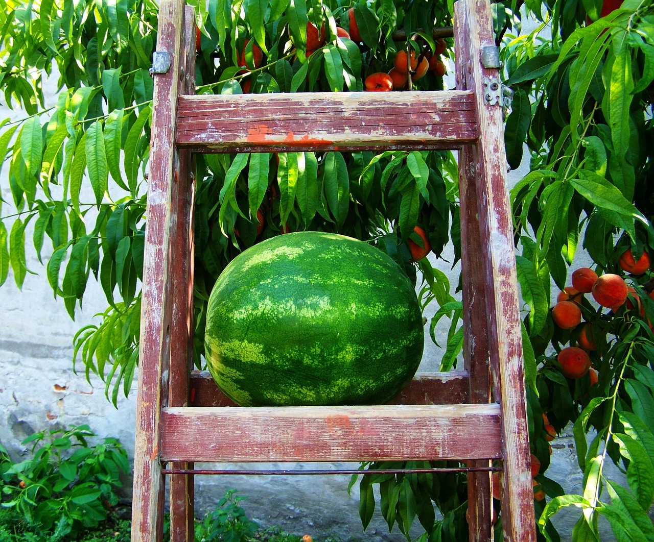 西瓜美食做法大全视频，清凉夏日的甜蜜滋味